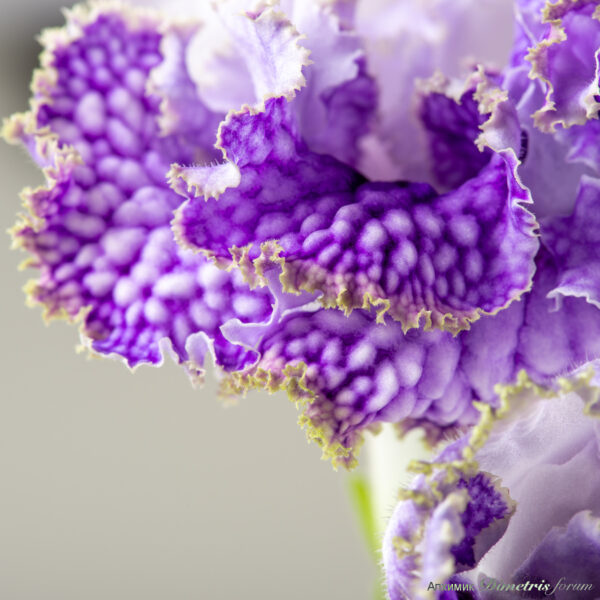 ds_2717_197