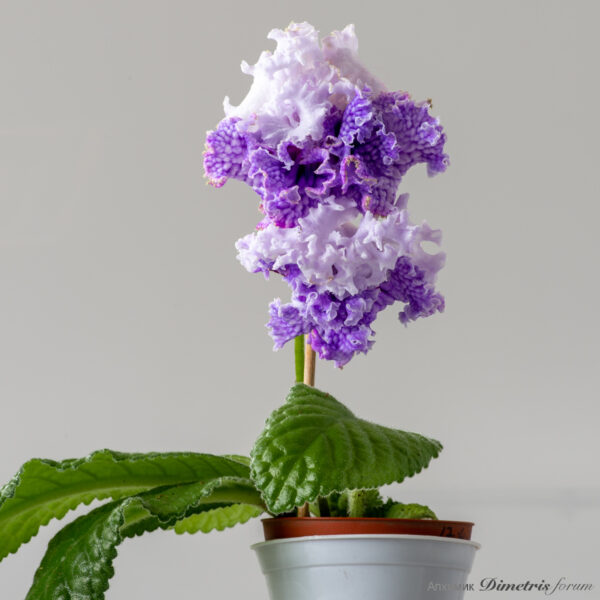 ds_2717_86_128
