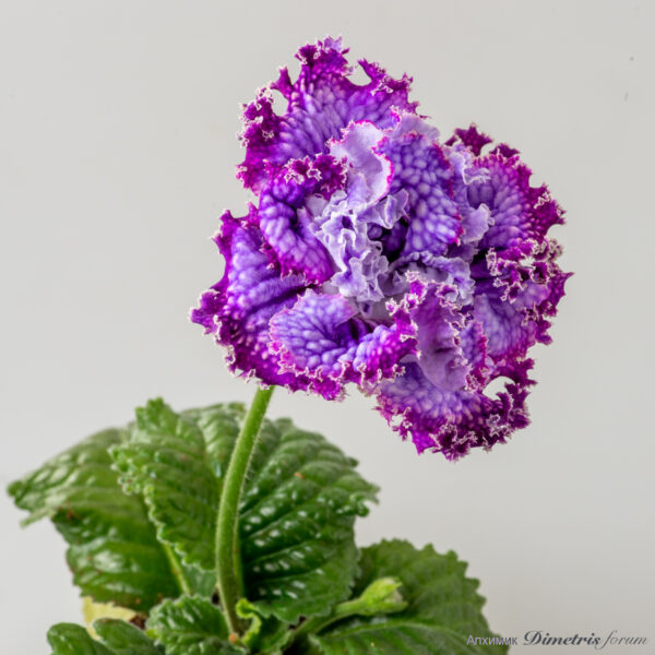 ds_2717equalequal_173