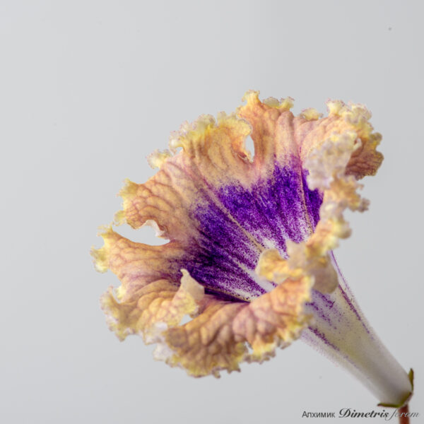 ds_2738_124
