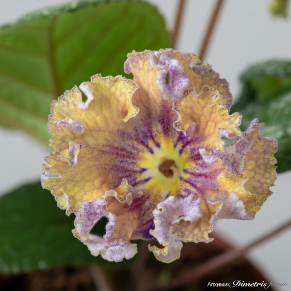 ds_2738_191