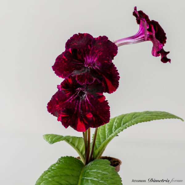 ds_2748_963
