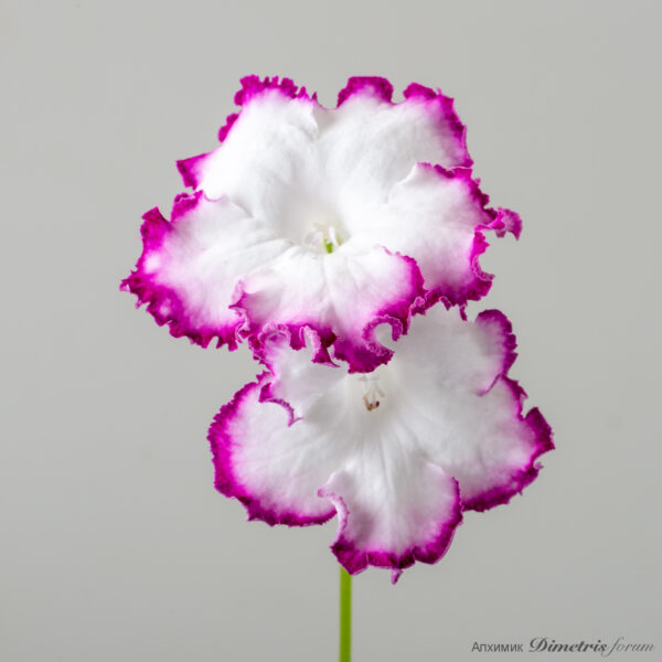 ds_2778_566