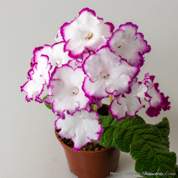 ds_2778__153