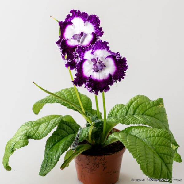 ds_2787_191