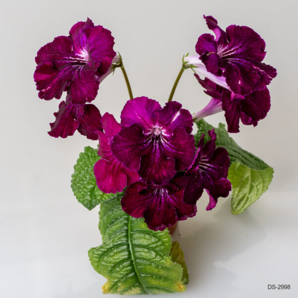 ds_2790__510