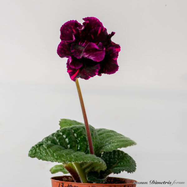 ds_2796__194