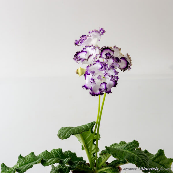 ds_2808_181