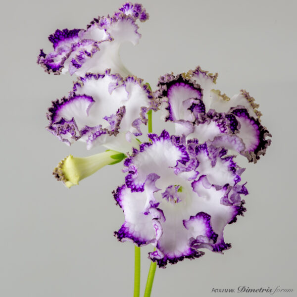 ds_2808__145