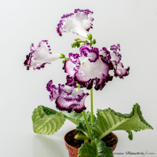 ds_2817_equal_813