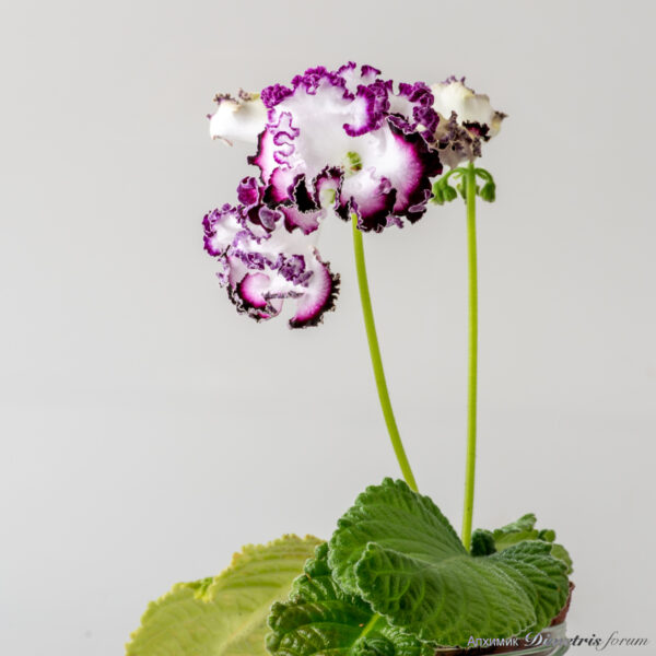 ds_2817equalequal_189