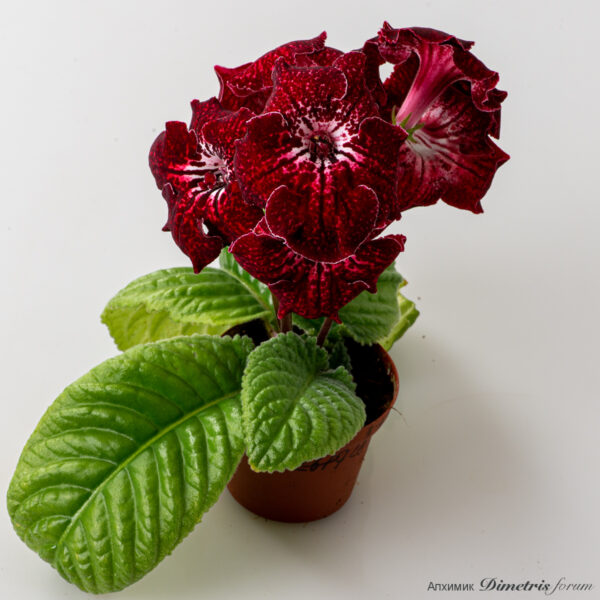 ds_2834__179