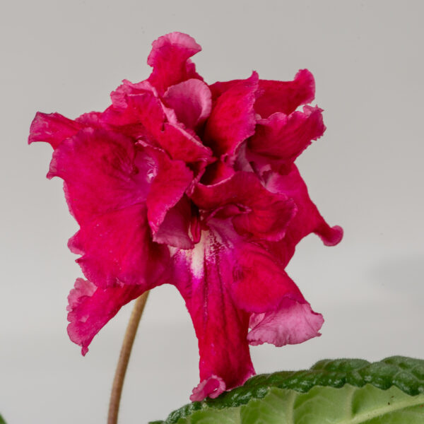 ds_2846_205