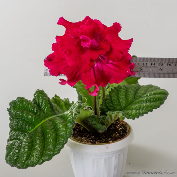 ds_2846__160