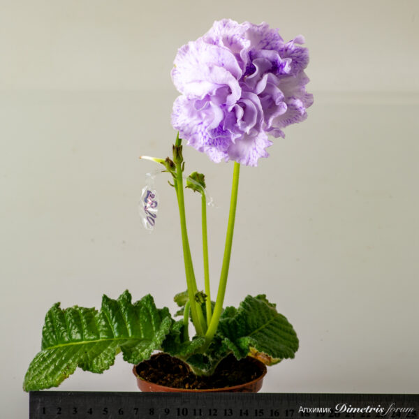 ds_2849__154