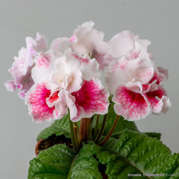 ds_2881_264