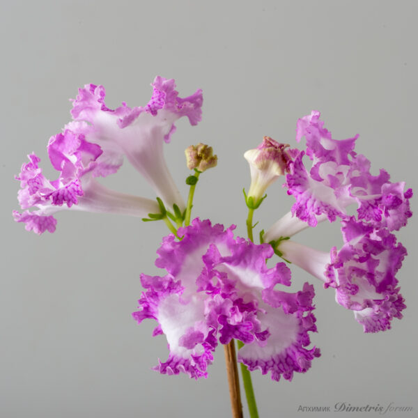 ds_2885_151