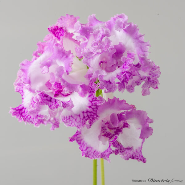 ds_2885_669