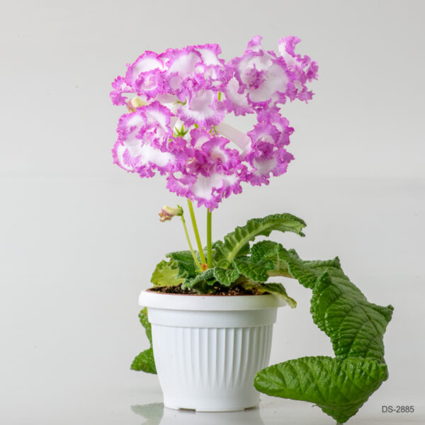 ds_2885__148
