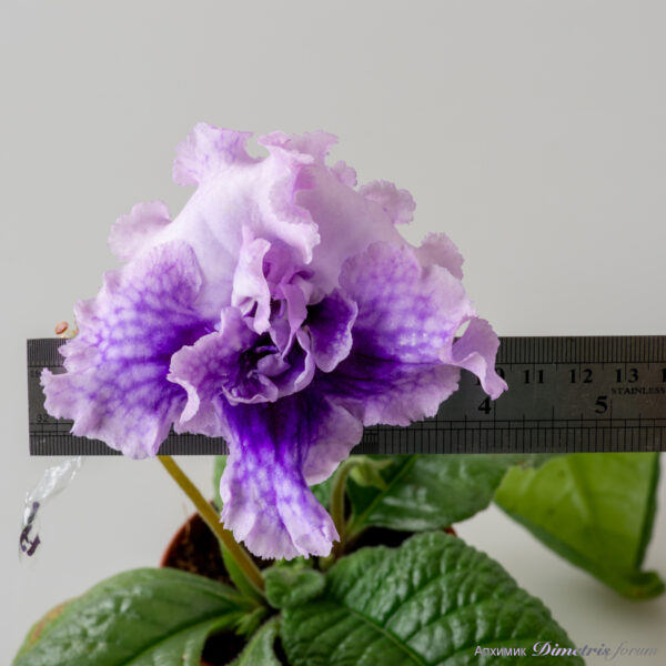 ds_2920_446