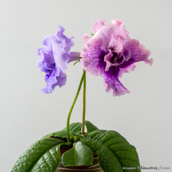 ds_2920__209