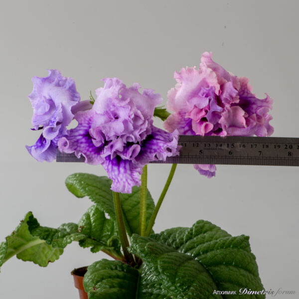ds_2920__904