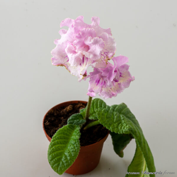 ds_2937_186