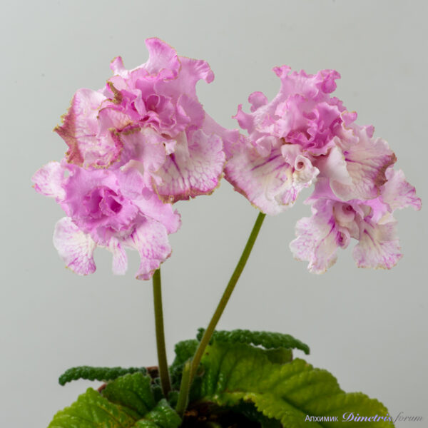 ds_2937__271