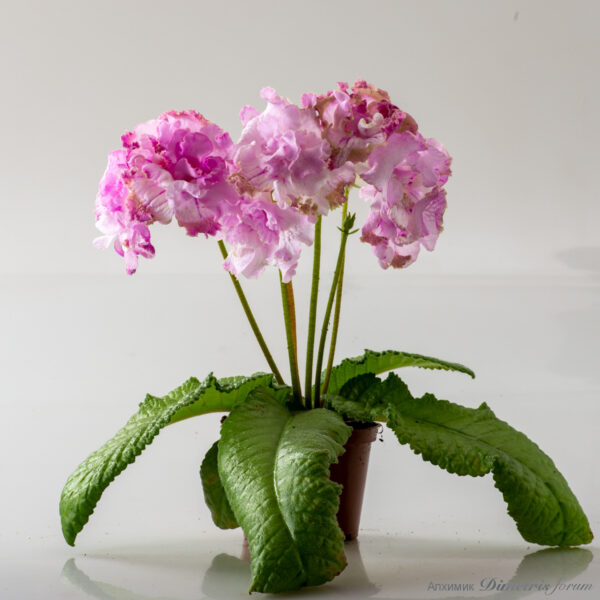 ds_2937__427