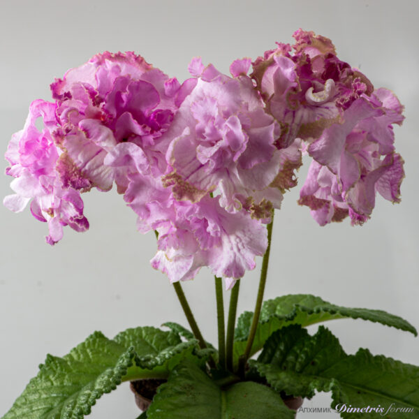 ds_2937__569