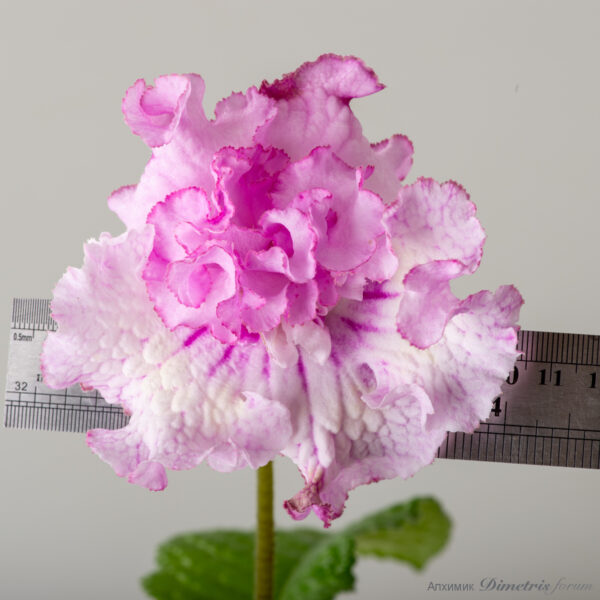 ds_2937equalequal_156
