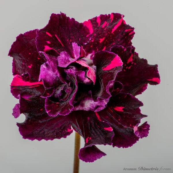 ds_2953_496