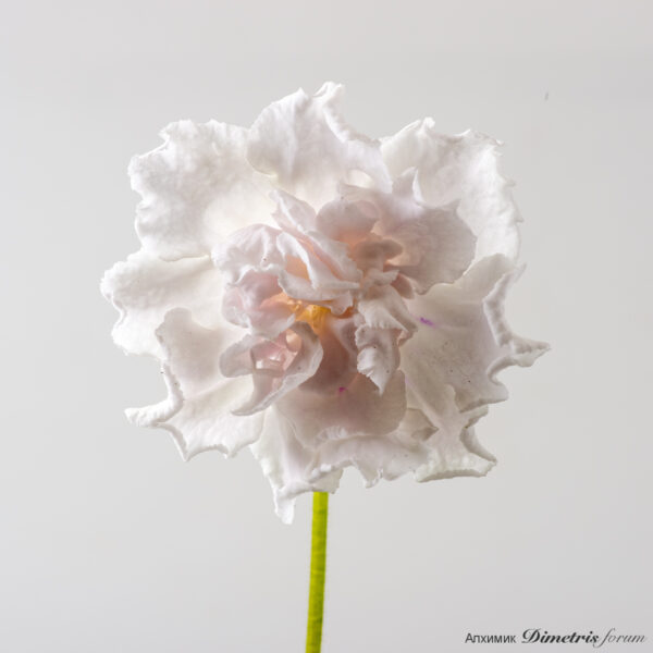 ds_2956_168