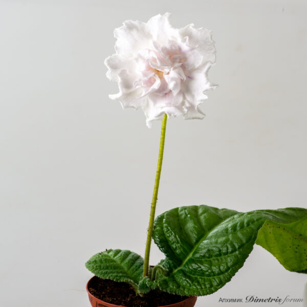 ds_2956_812
