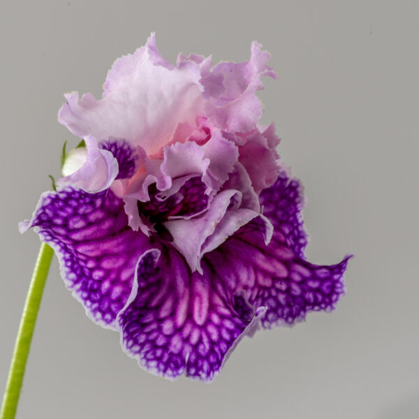 ds_2960_474 ds_2960_474
