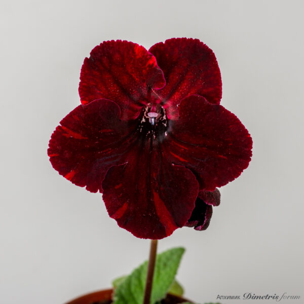 ds_2961_976