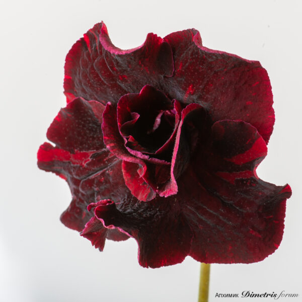 ds_2962_790