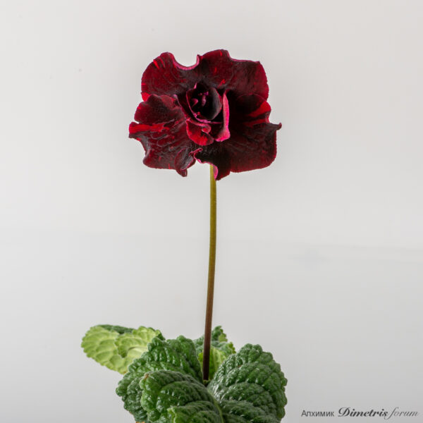 ds_2962_822