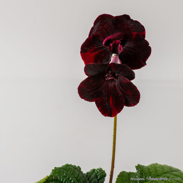ds_2962__201