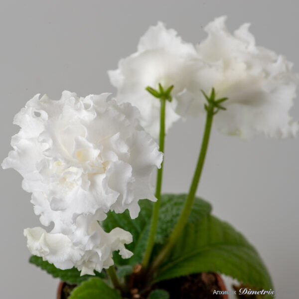 ds_2966__131