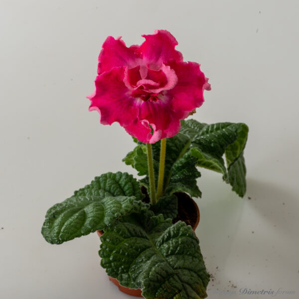 ds_2972_638