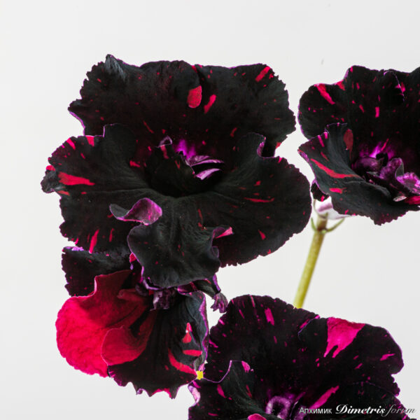 ds_2978_208