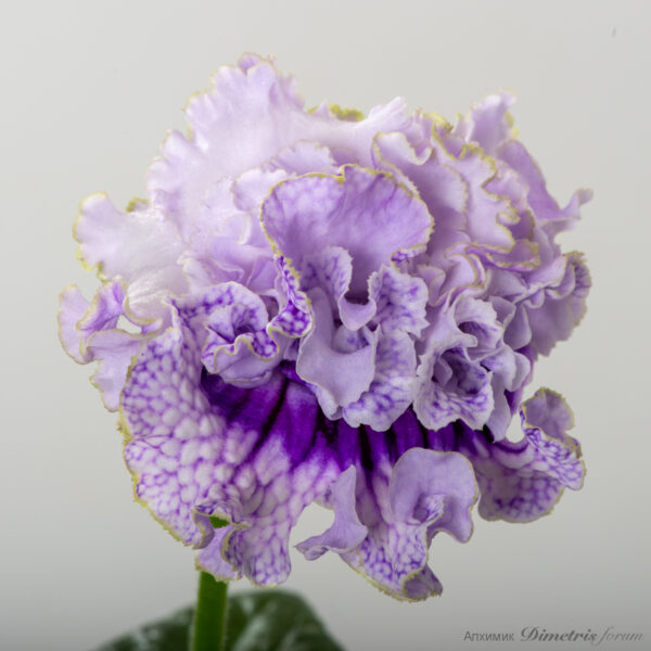 ds_2982_128
