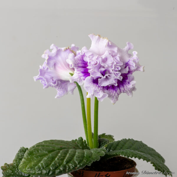 ds_2982_210