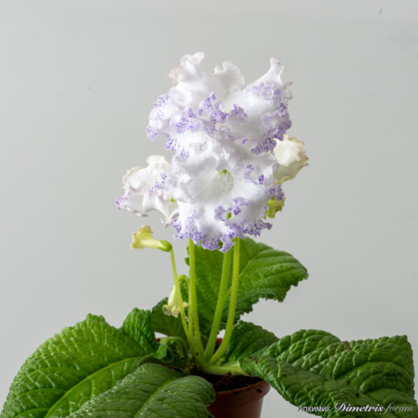ds_2984_157
