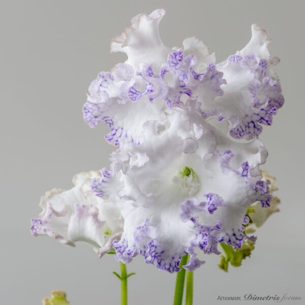 ds_2984_244 ds_2984_244