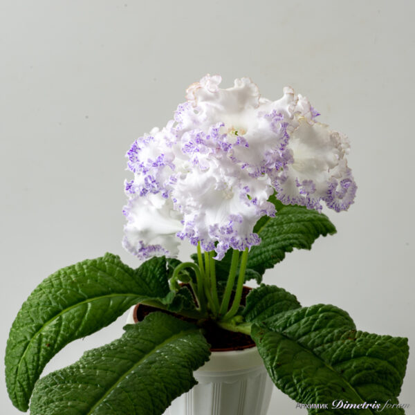 ds_2984__121 ds_2984__121
