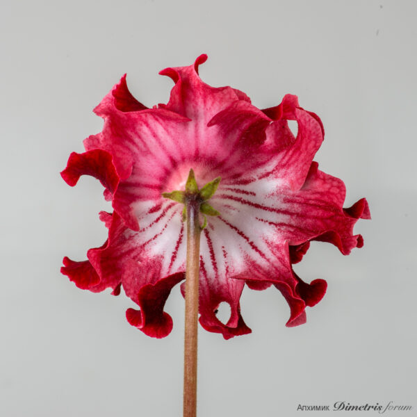 ds_2995__129
