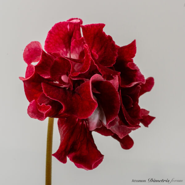 ds_2995equalequal_111