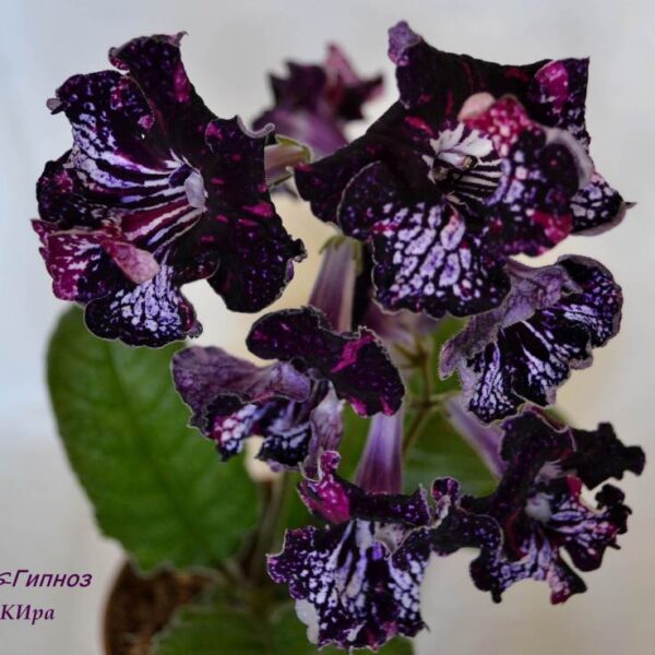 ds_2_408 ds_2_408
